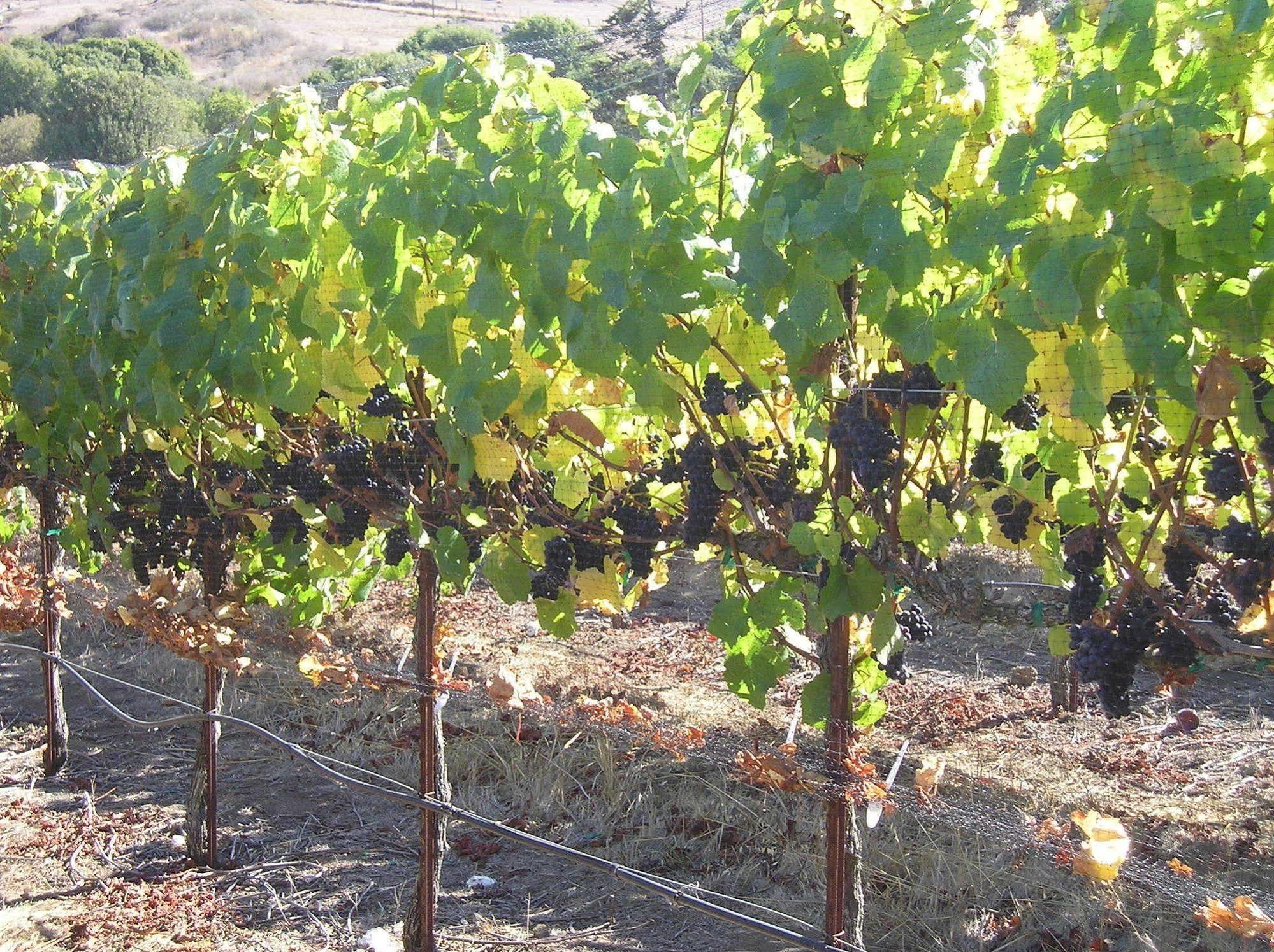 Point Reyes Vineyard Inn California City Eksteriør billede